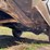 #516-•-1984-chevy-d350-4x4-pickup-(title-in-delay)-(wakefield,-mi)-image-34