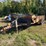 #602-•-2016-dvs/ants-16'-live-bottom-floor/dump-trailer-(has-mi-title)-(chassell,-mi)-image-1