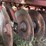 krause-2426-disk-image-9