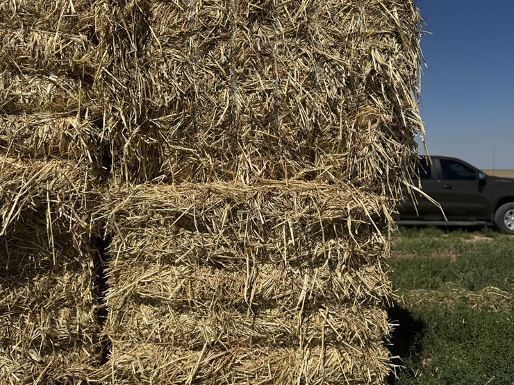 july-2025-4x4x8-sudex-hay-image-7