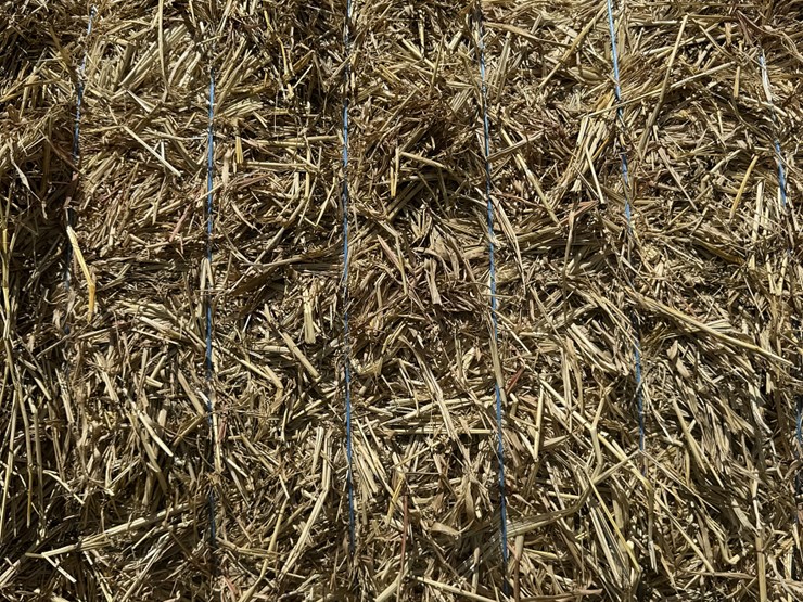 july-2025-4x4x8-sudex-hay-image-8
