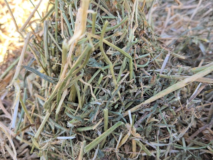 #4620-•-2nd-crop-hay-image-3
