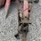 massey-ferguson-1100-image-7