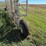 wilson-livestock-image-7