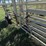 wilson-livestock-image-12