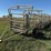 wilson-livestock-image-1