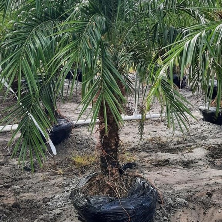 PIGMY PALM 5FT TO 6FT TALL