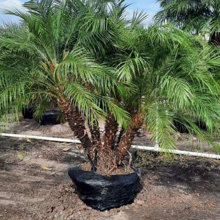 PIGMY PALM 5FT TO 6FT TALL