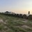 crabgrass-round-bales-image-2
