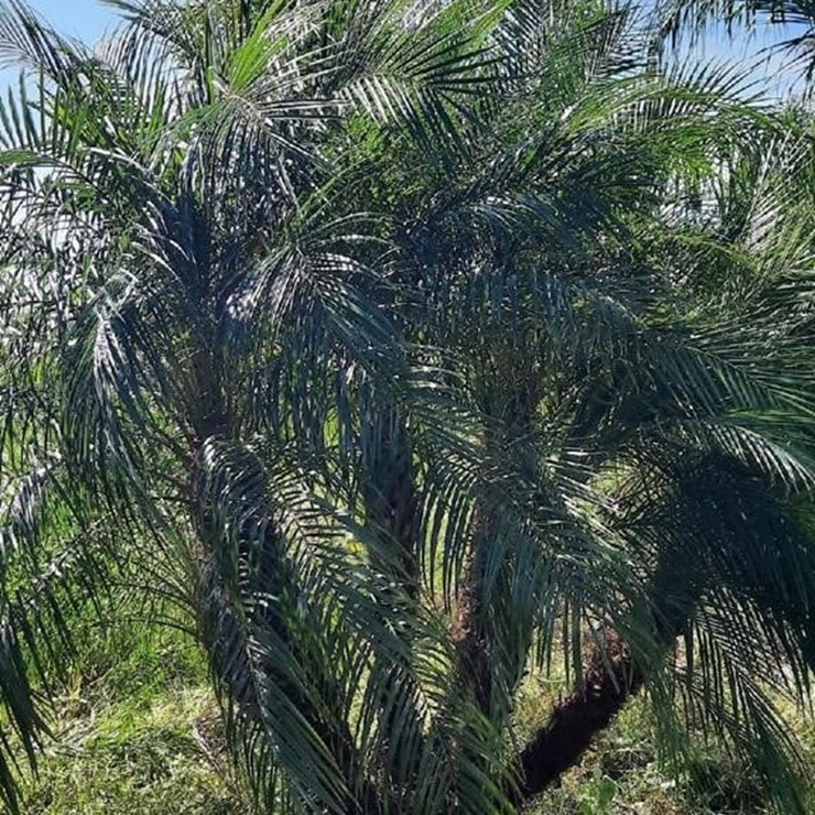 PIGMY PALM 7FT TALL