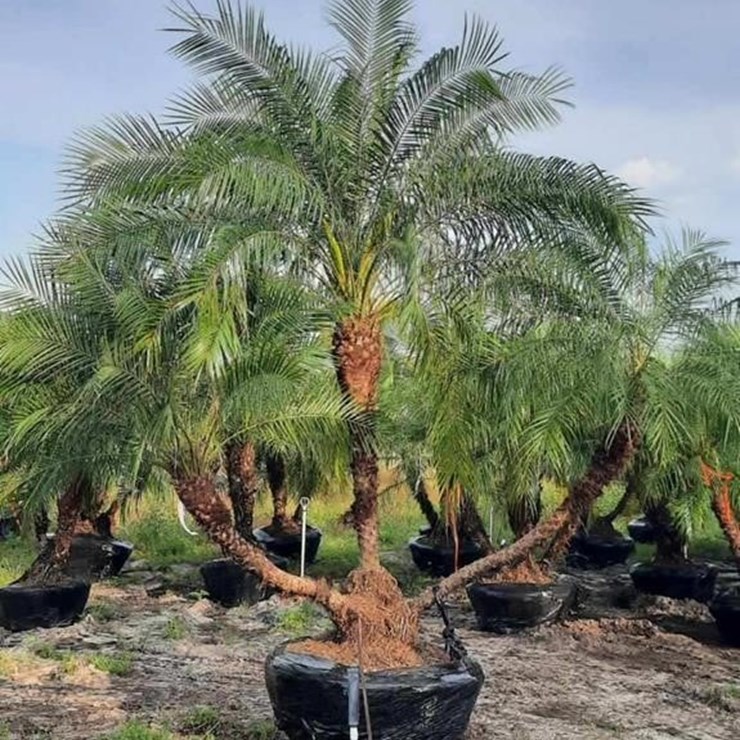 PIGMY PALM 8FT TALL