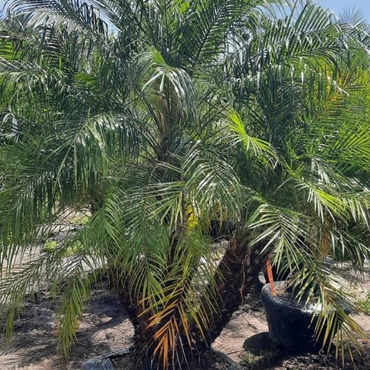 PIGMY PALM 5FT TO 6FT TALL