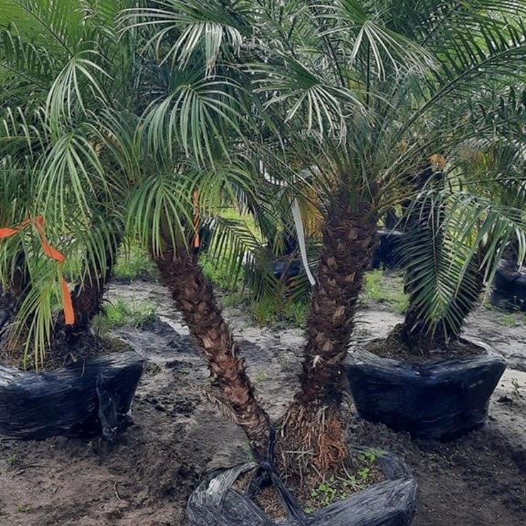 PIGMY PALM 5FT TO 6FT TALL