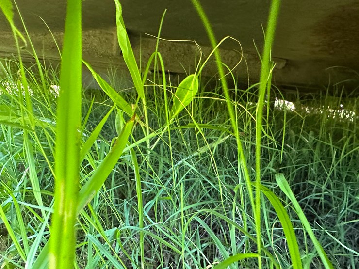 bush-hog-12820-image-42