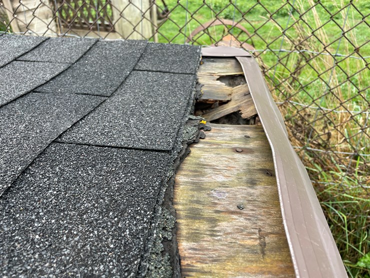 homemade-dog-image-12