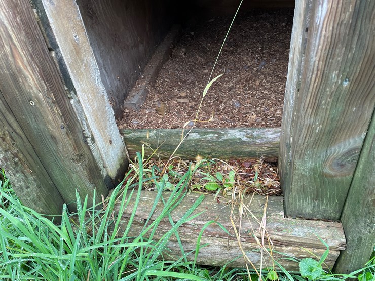 homemade-dog-image-6