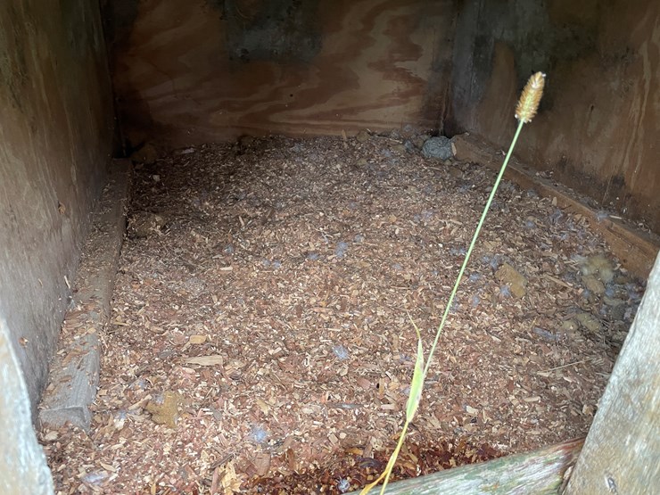 homemade-dog-image-4