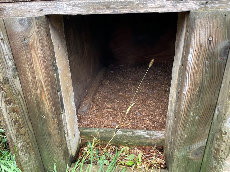 homemade-dog-image-3