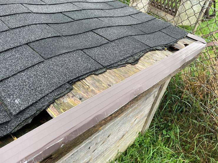 homemade-dog-image-11