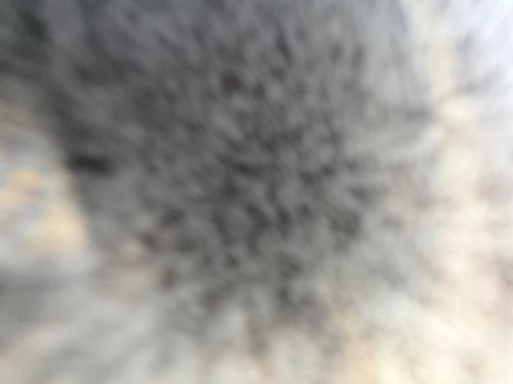 1977-autocar-c9364b-image-48