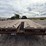 #2152-•-iron-bull-gooseneck-flatbed-trailer-image-10