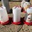 #5955-•-poultry-waterers-and-(1)-feeder-image-8