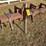 #3020-•-3pt-6-row-vibra-shank-cultivator-image-9