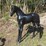 #5589-•-horse-statue-image-3