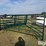12'-cattle-panels-image-3