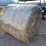 bearded-wheat-hay-1,100±-lb.-bales-image-2