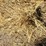 bearded-wheat-hay-1,100±-lb.-bales-image-4