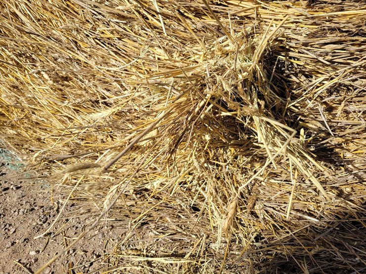 bearded-wheat-hay-1,100±-lb.-bales-image-4