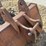 #3812-•-approx.-34"-wb-tooth-bucket-image-6