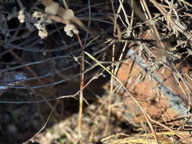 kubota-kx121-3-image-5