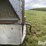 1995-hillsboro-7’x16-steel-t/a-gooseneck-livestock-trailer-image-17