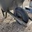 #3105-•-true-temper-wheelbarrow-image-3