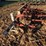 lilliston-lehman-4-row-rolling-cultivator-image-13