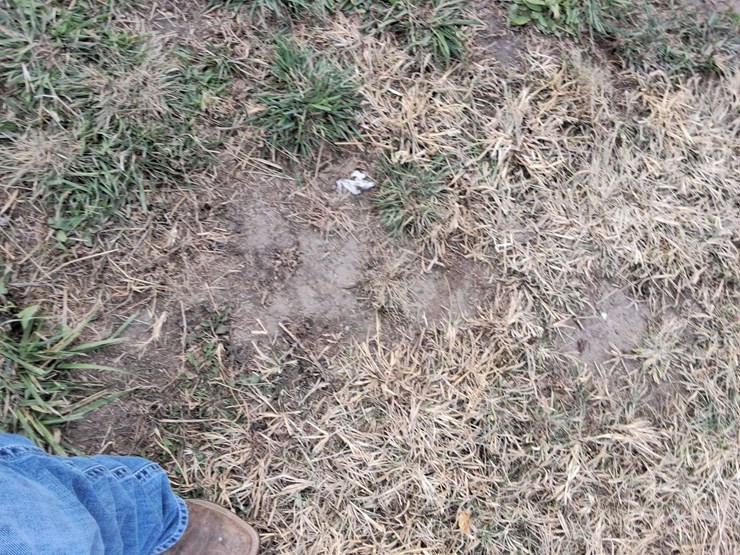 1982-international-6588-image-10