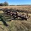 6-row-lillingston-rolling-cultivator,-20.5’-x-3.5”-diamond-bar,-located-at-276-jonestown-rd-snow-hill-nc,-call--252-531-8061-for-more-info.-image-1