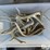 antlers-for-display-or-hunting-image-1