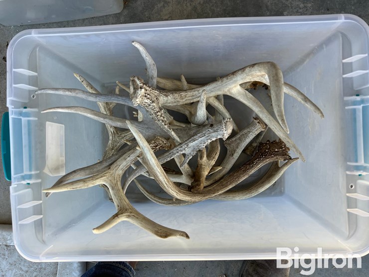 antlers-for-display-or-hunting-image-1