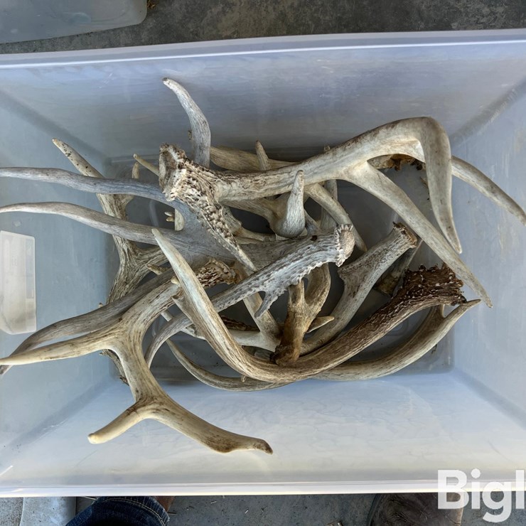 Antlers For Display Or Hunting