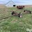 homemade-header-trailer-for-6-row-head-image-1