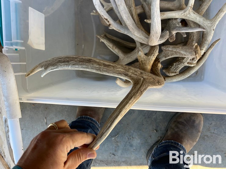 antlers-for-display-or-hunting-image-4