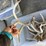 antlers-for-display-or-hunting-image-5