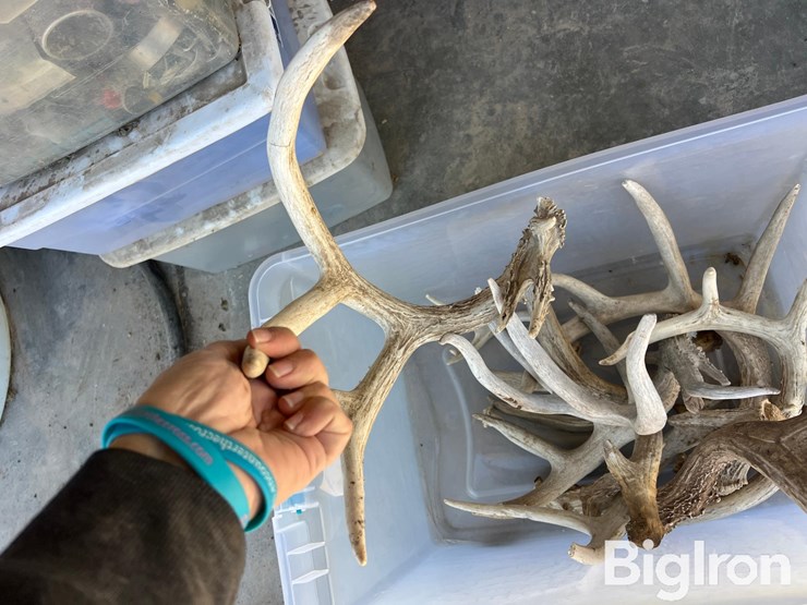 antlers-for-display-or-hunting-image-5
