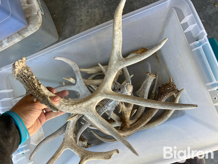 antlers-for-display-or-hunting-image-6