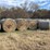 crabgrass-mix-some-stickers-round-bales-image-1