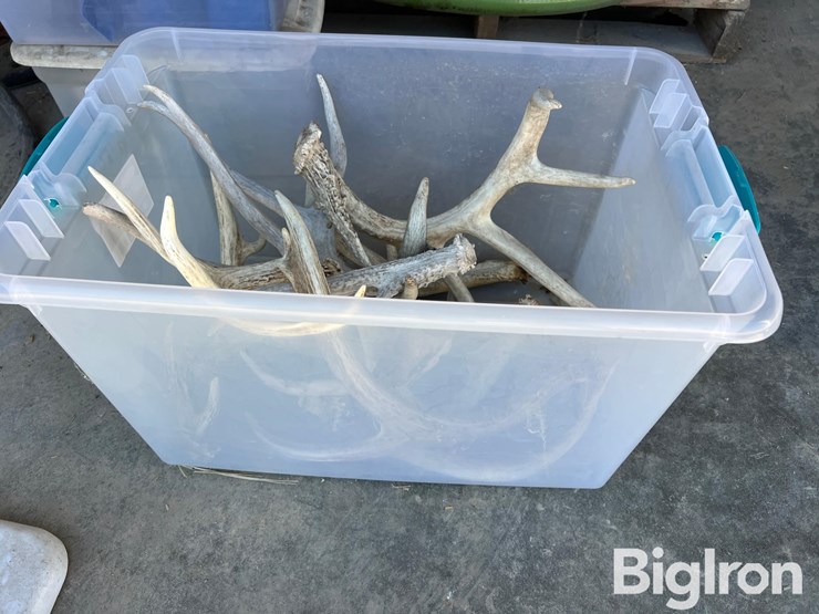 antlers-for-display-or-hunting-image-2