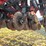 case-ih-1240-image-79